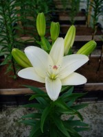 [1604 Annemarie'sDream No01.JPG]